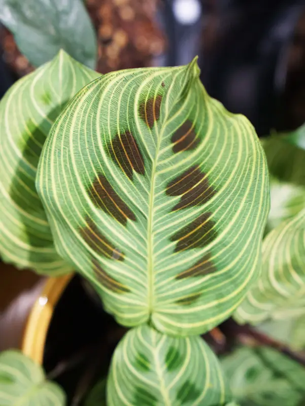 Maranta Light Veins (Zachran ma)