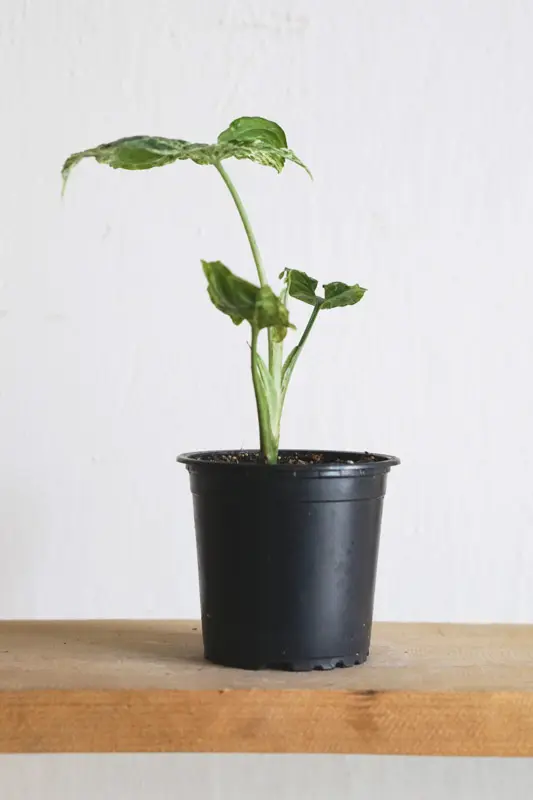 Baby Syngonium Mottled MOJITO