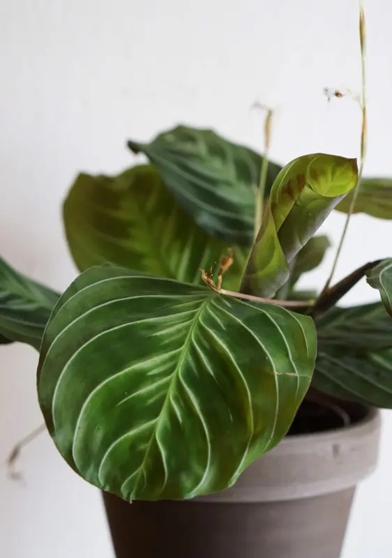 Maranta NoID "Cat Moustache" exclusive