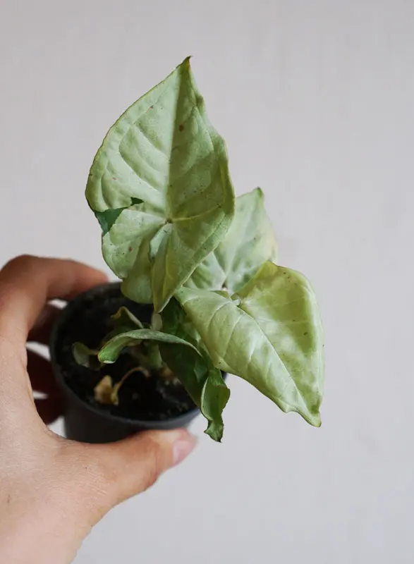Baby Syngonium Milk Confetti