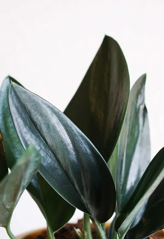 Scindapsus treubii "Dark form"