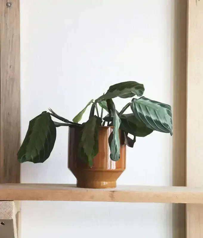 Maranta Silver Band (Zachran ma)