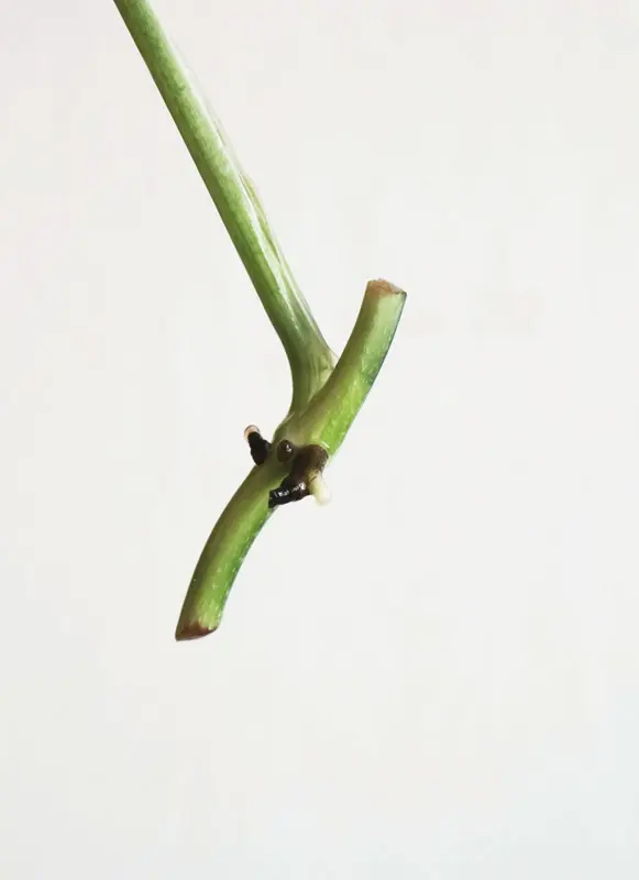 Odrezok Monstera adansonii MINT /Indonesian form