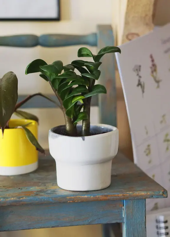 Baby Zamioculcas Zenzi