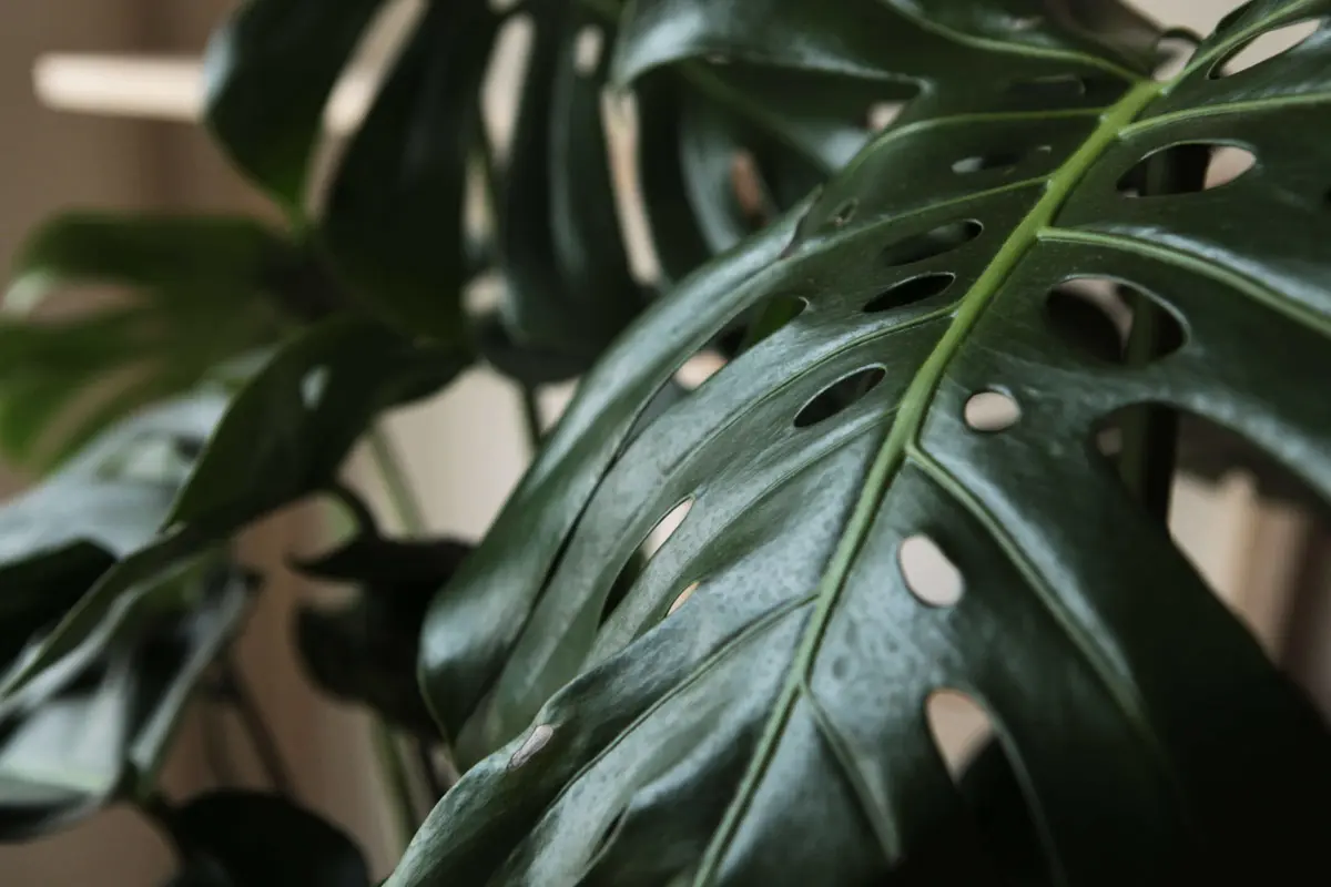 Monstera Deliciosa prava (Len osobne)