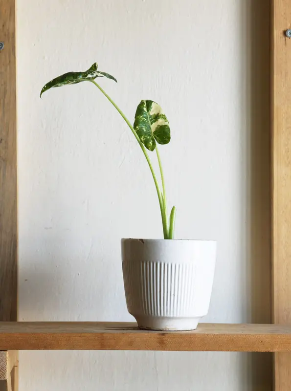 Alocasia macrorrhiza variegata