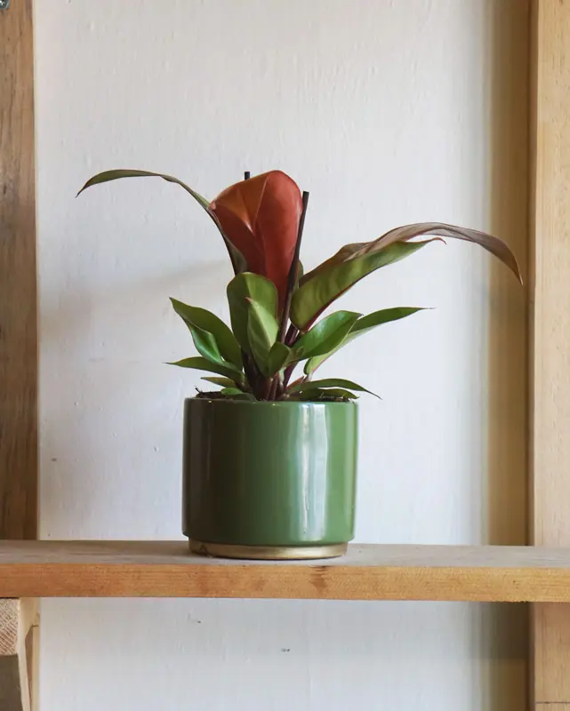 Philodendron Red Sun