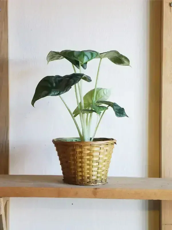 Alocasia Silver Dragon