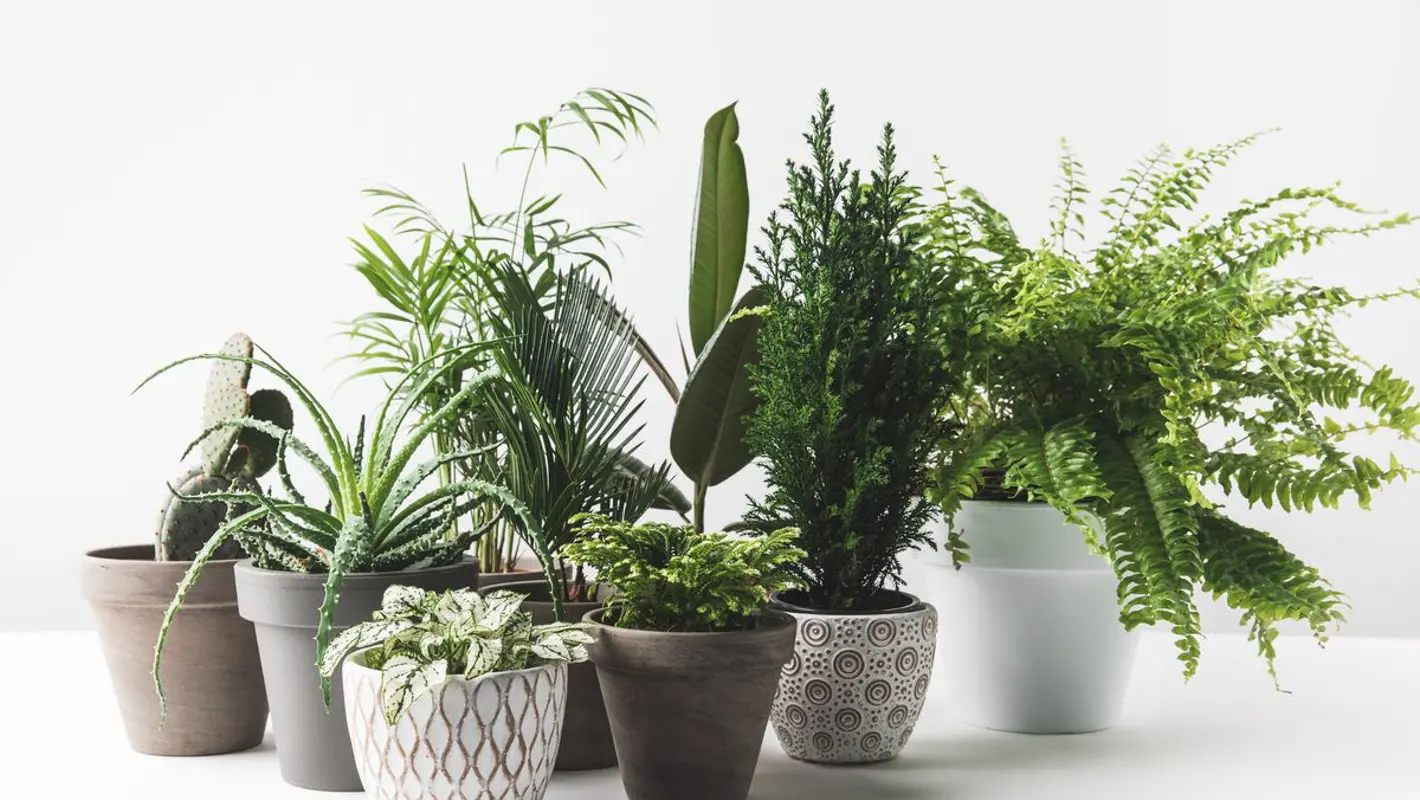 Plantscape - Zariadenie priestorov izbovymi rastlinami