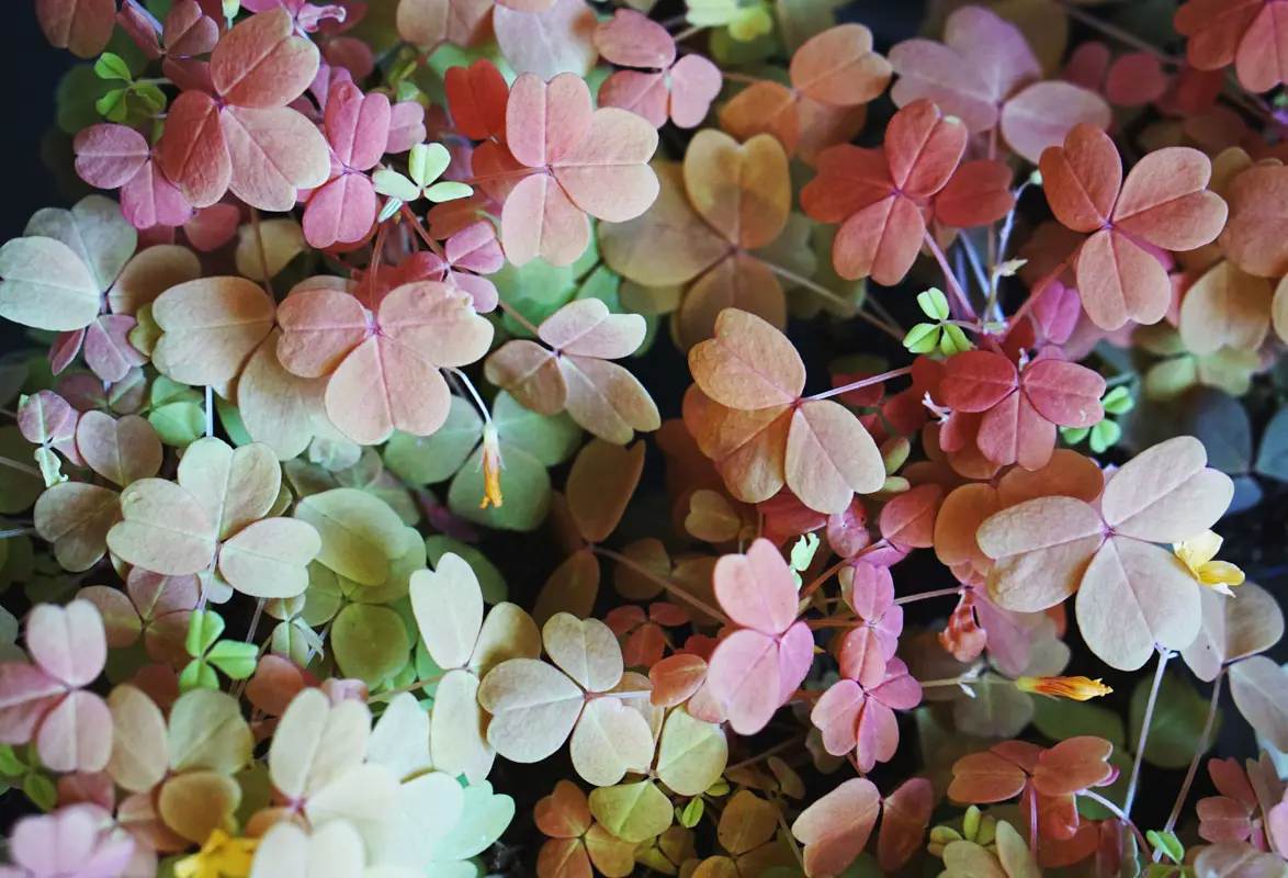 Oxalis spiralis vulcanicola "Sunset velvet"