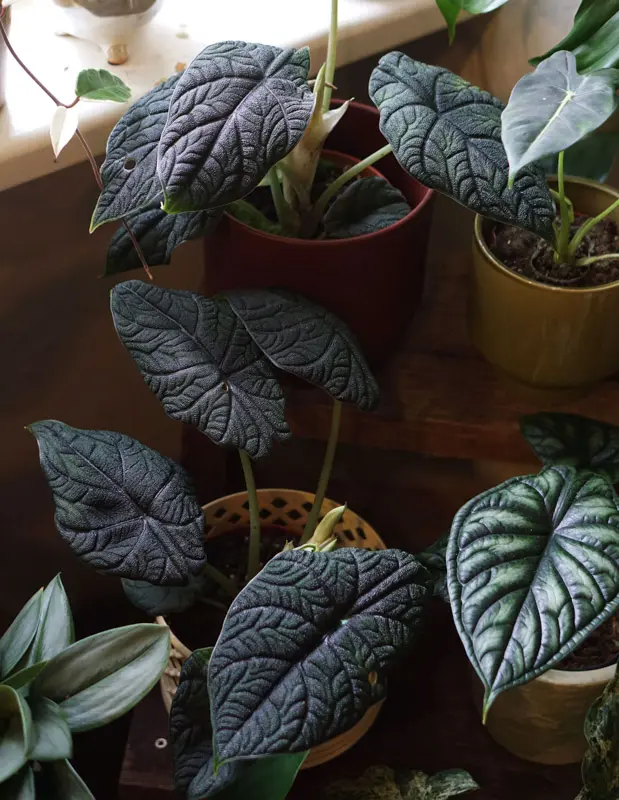 Alocasia Melo