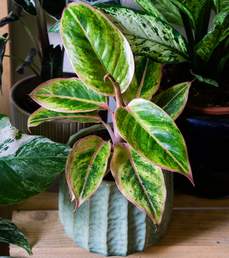 Aglaonema Salmon fantasy