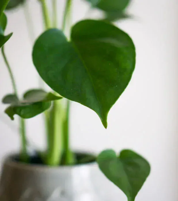 Set Monstera Deliciosa