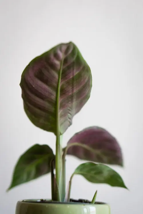 Baby Calathea Warscewiczii (Zachran ma)