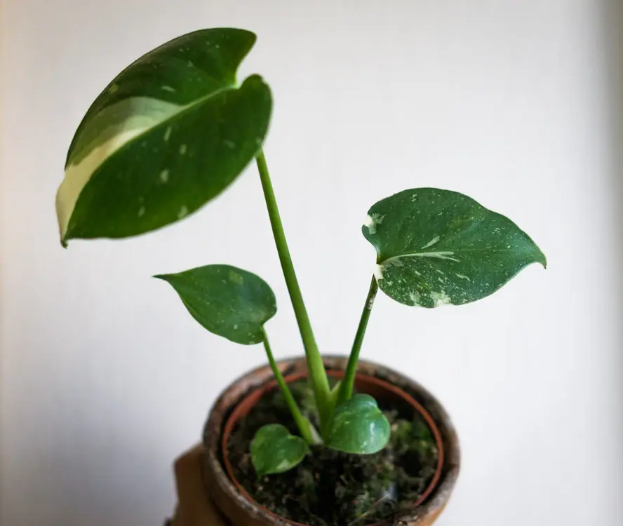 Baby Monstera Thai Constellation