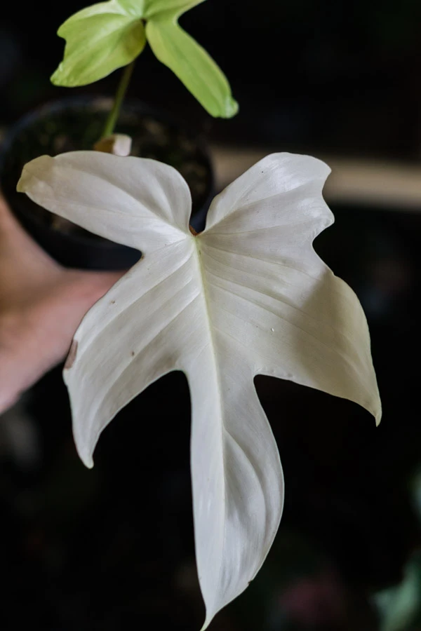 Philodendron Florida Ghost