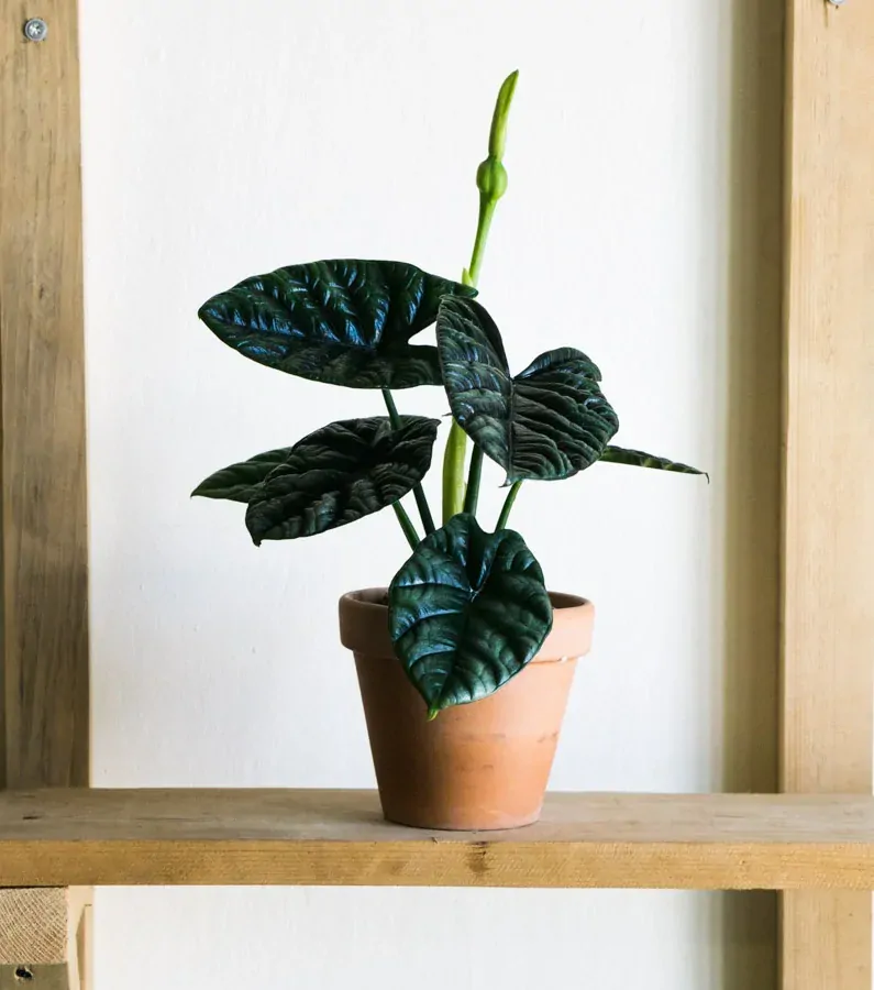 Alocasia Sinuata