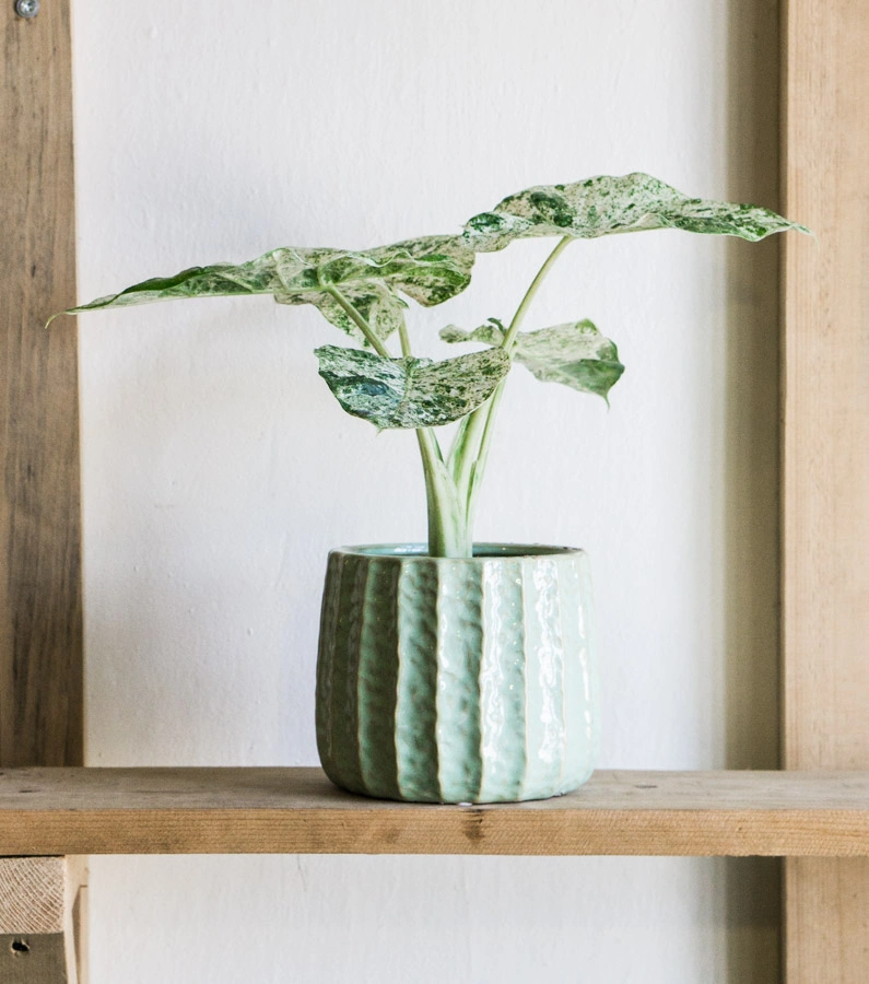 Keramicky kvetinac Poseidon