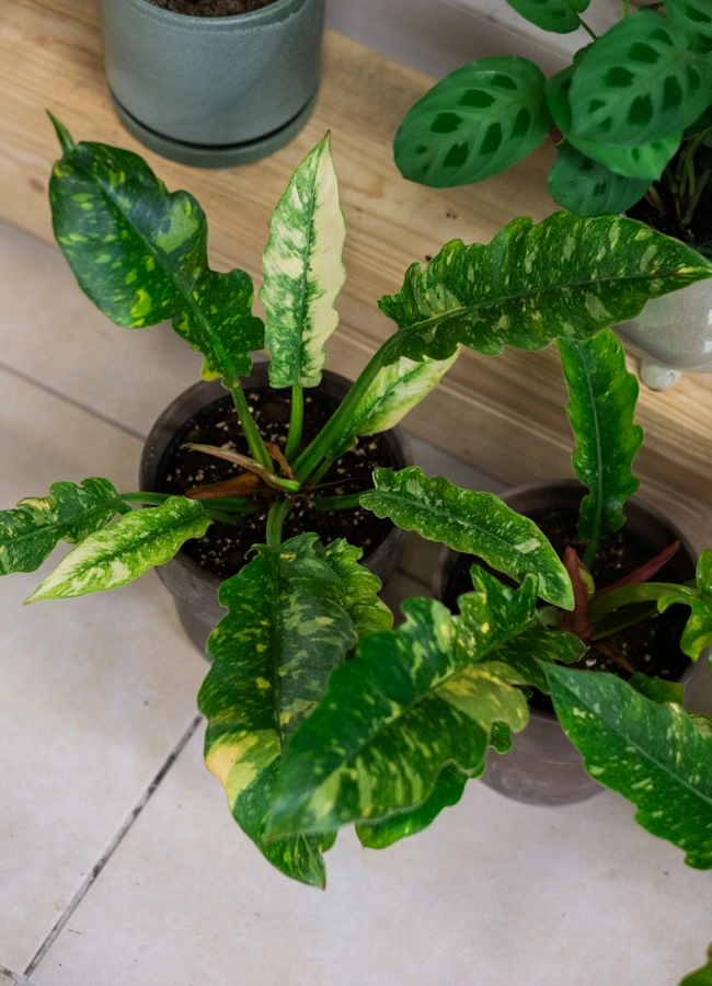 Philodendron Ring of Fire (super cena!)