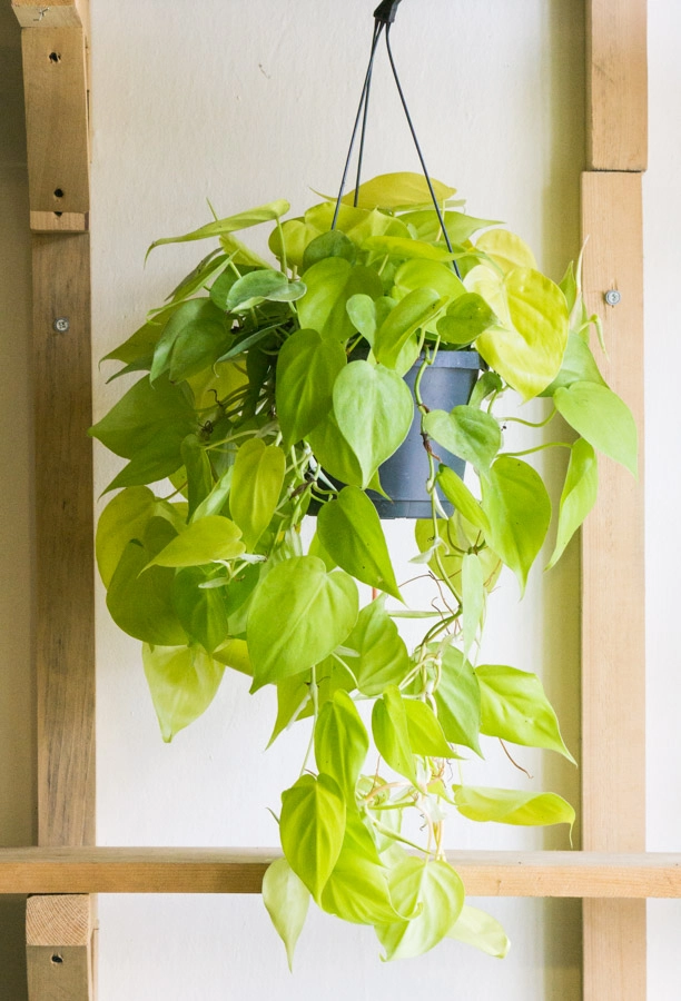 Philodendron Micans Lemon lime XXL