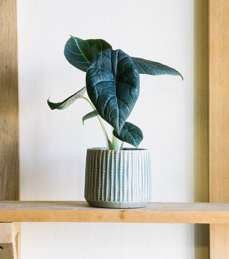 Alocasia Maharani SPECIAL