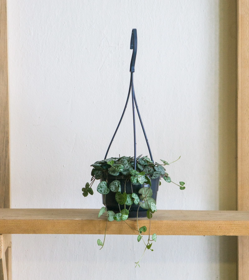 Lampasik Ceropegia Woodii (bez zavesu)