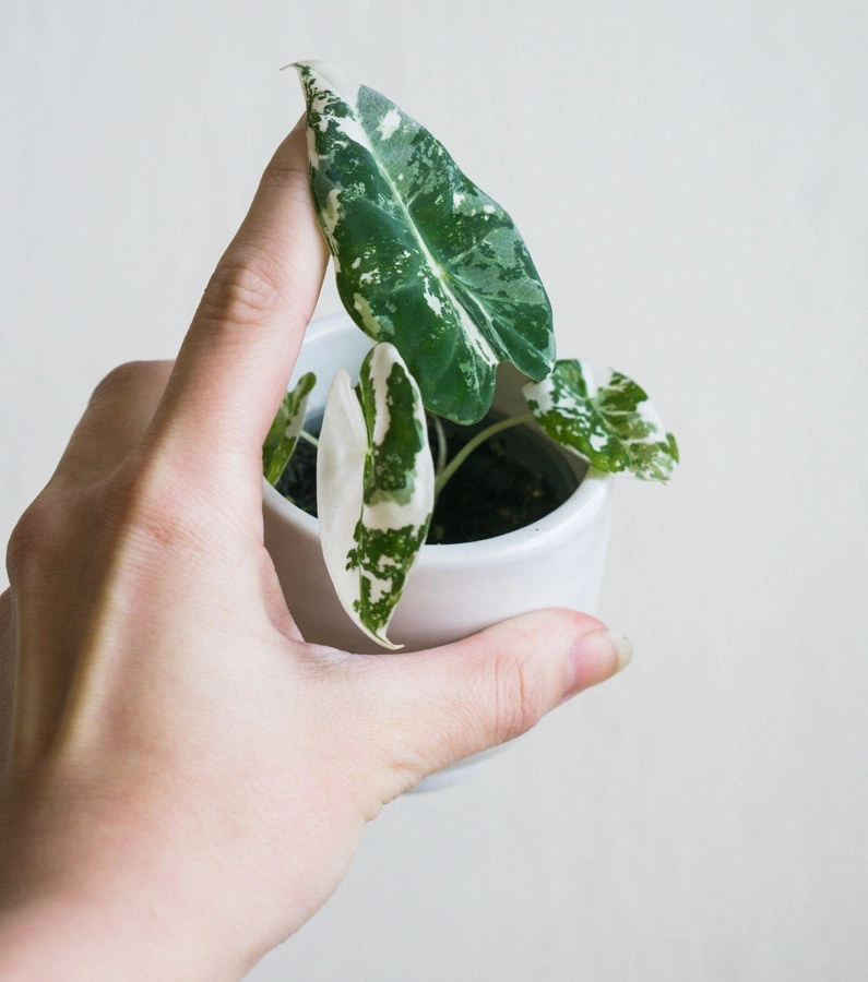 Baby Alocasia Micholitziana Frydek (Zachran ma) variegata (silna fullmoon variegacia)
