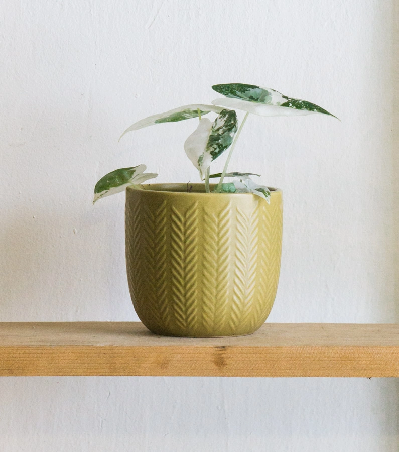 Alocasia Micholitziana Frydek variegata (zachran ma)