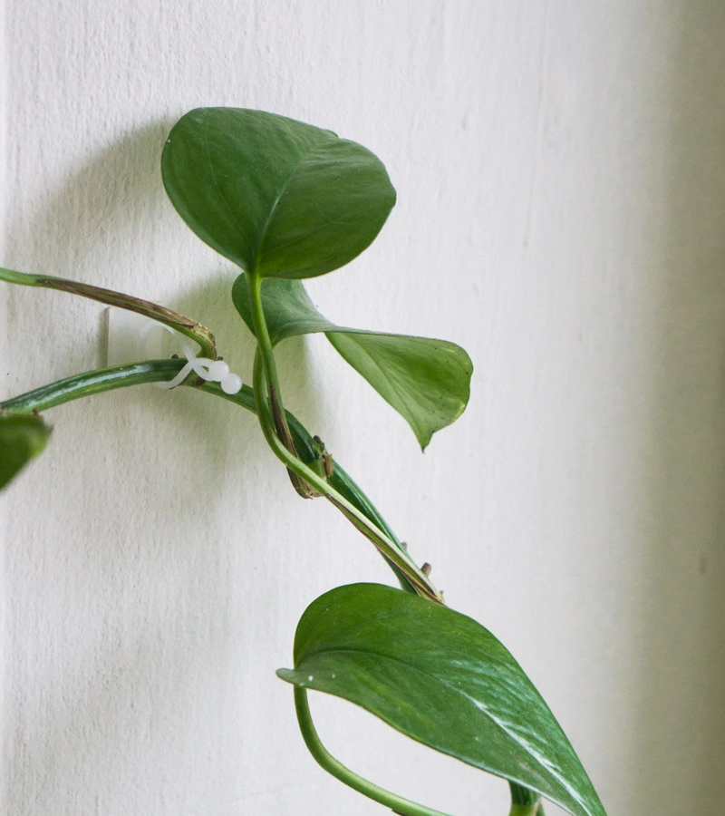 Hacik na tahave rastliny