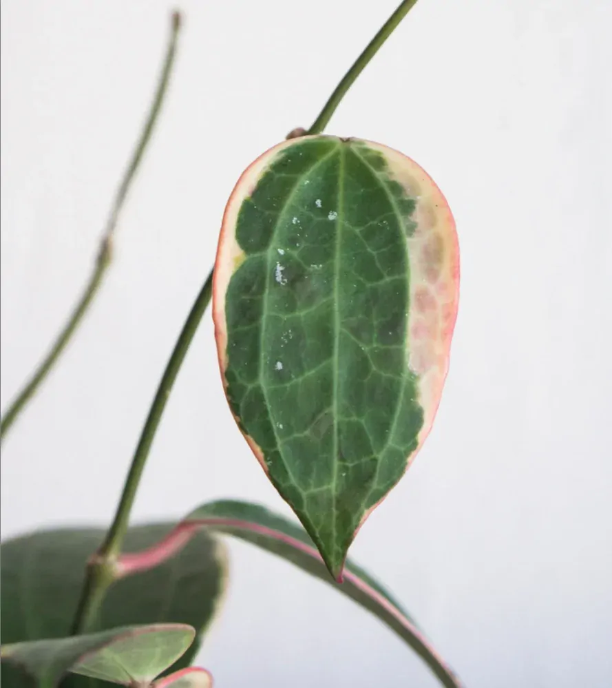 Hoya Macrophylla albomarginata variegata