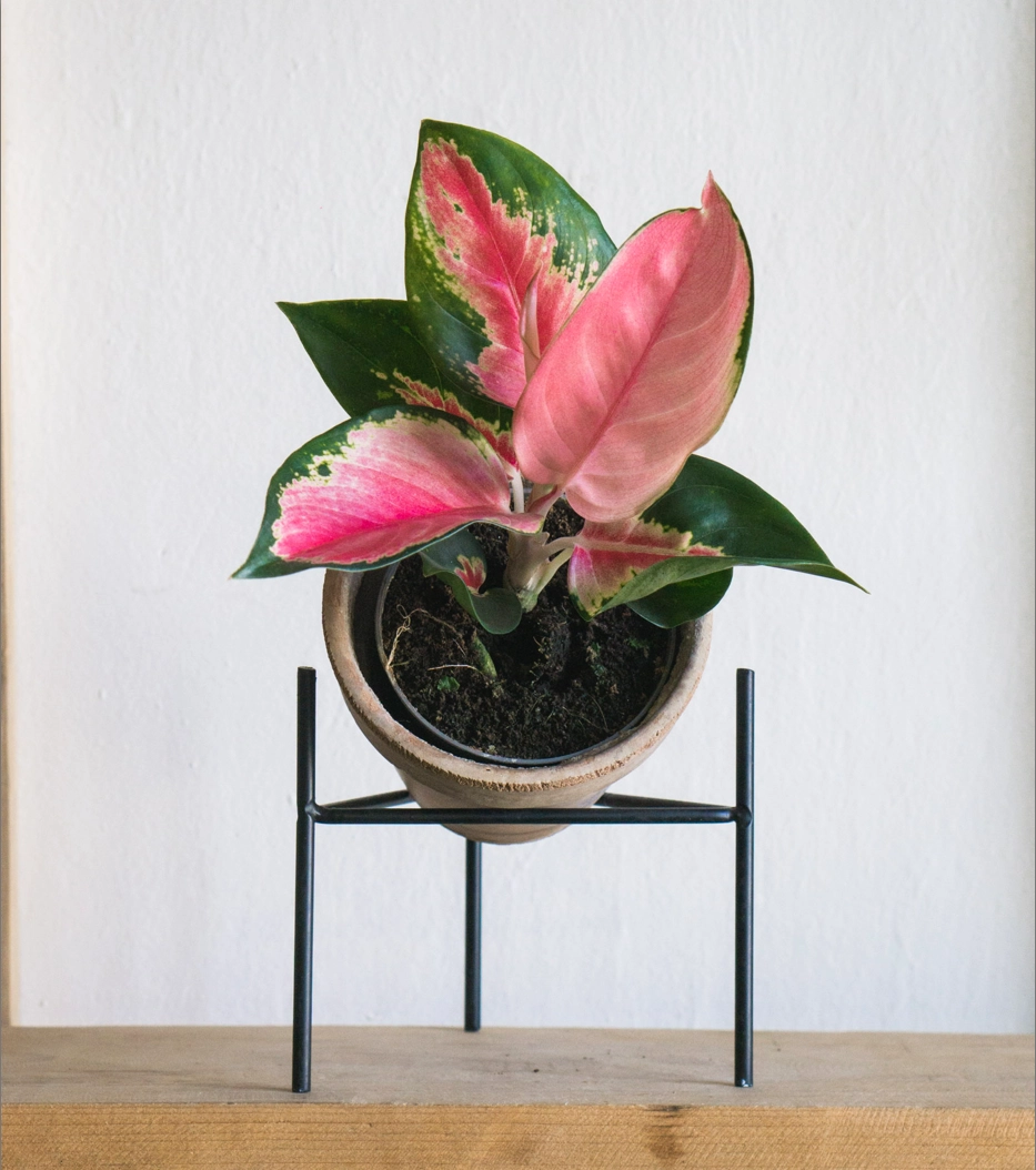 Aglaonema Cherry Baby