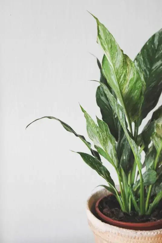 Spathiphyllum 'Domino' Variegata /Diamond