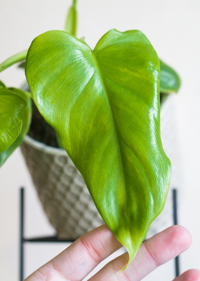 Philodendron Bipennifolium "Golden Violin"