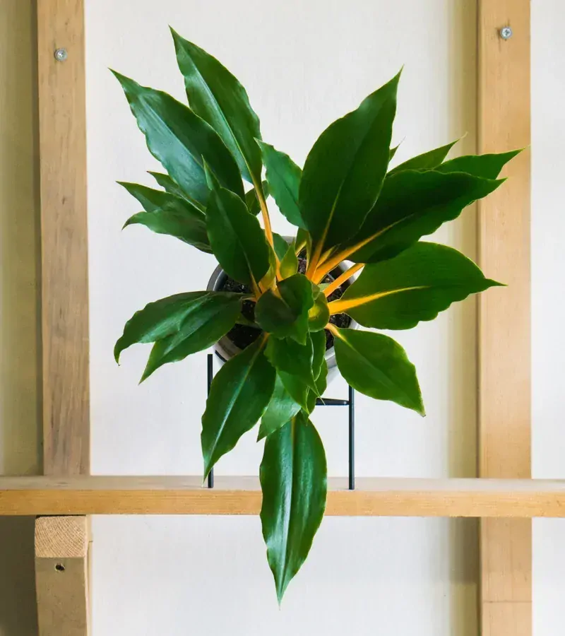 Chlorophytum orchidastrum Green Orange