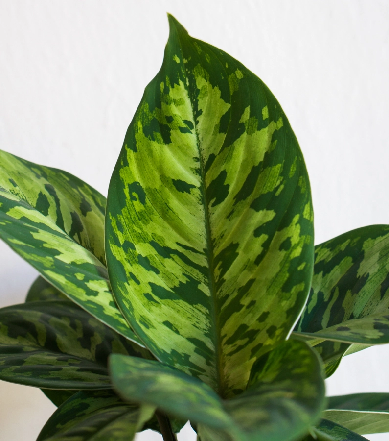 Homalomena Camouflage (Zachran ma)