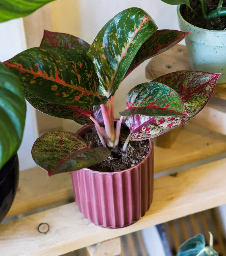 Keramicky kvetinac Akant (bordovy)