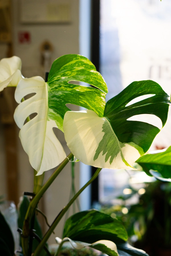 Monstera Deliciosa Albo variegata - Panasovana Monstera