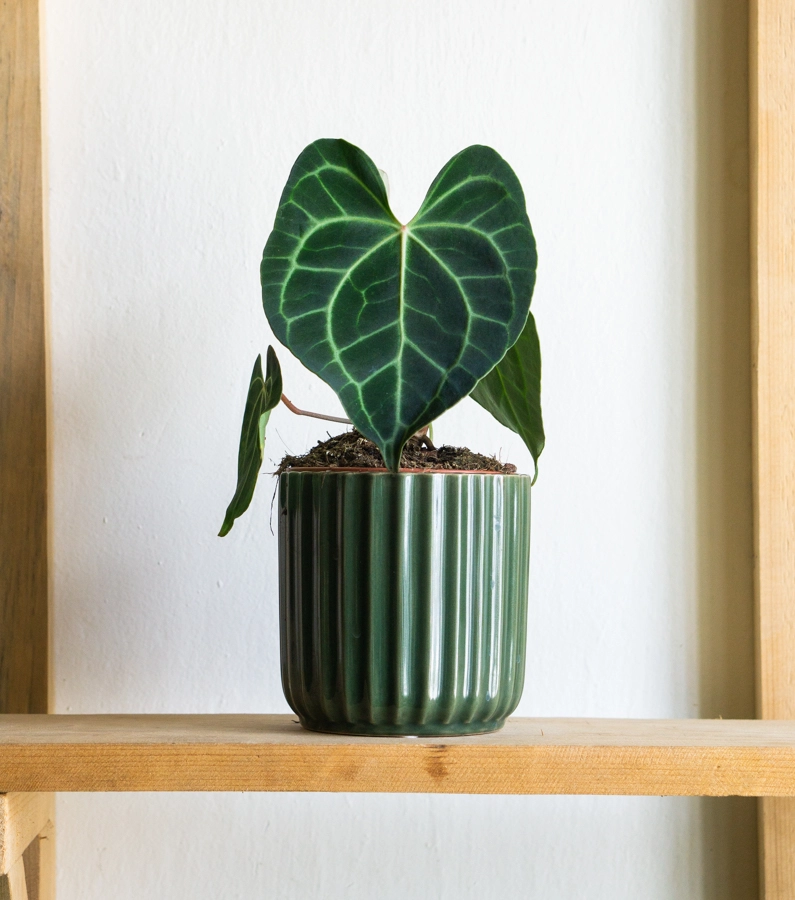 Anthurium Clarinervium (Zachran ma)