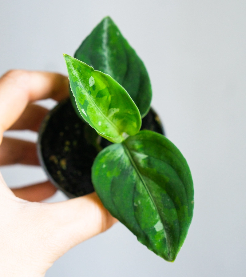 Baby Aglaonema Pictum Tricolor