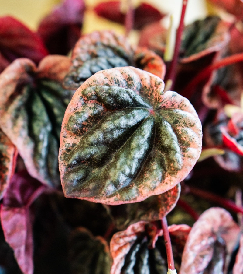 Peperomia abricos (Zachran ma)