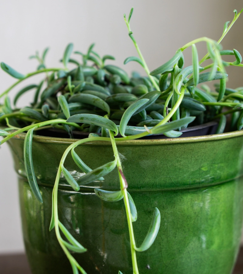 Senecio radicans - String of Bananas