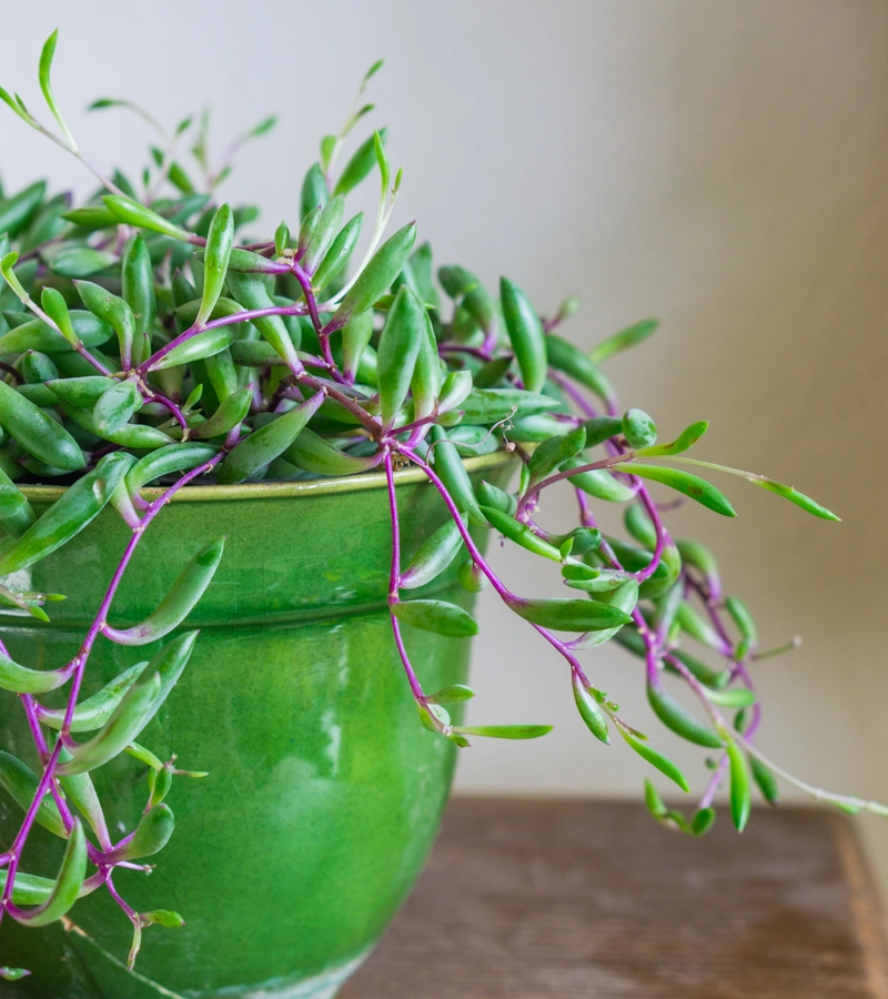 Senecio herreianus Purple Flush