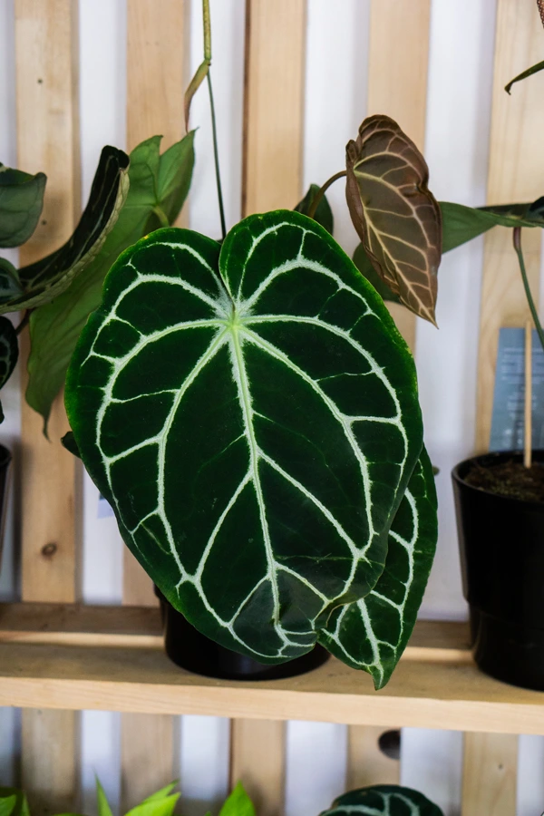 Anthurium Crystallinum Hybrid XL (bomby)