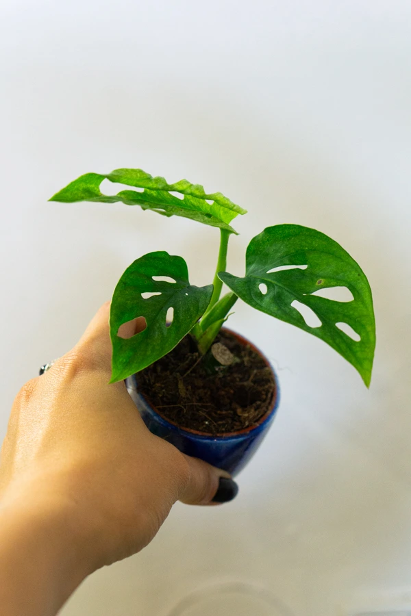 Baby Monstera adansonii Mint