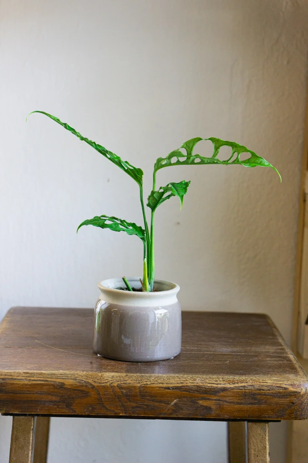 Baby Monstera obliqua Peru (SUPER CENA!)