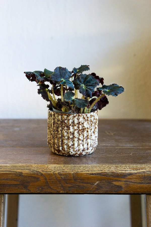 Begonia Rex Dark Mambo