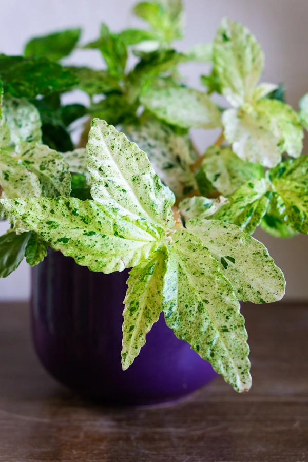 Pellionia repens variegata / Procris repens 