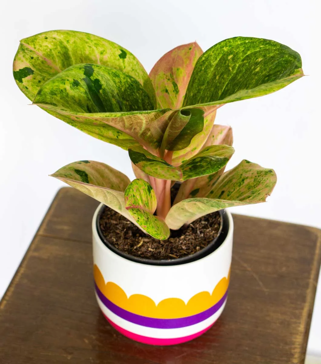 Aglaonema Apple Fantasy