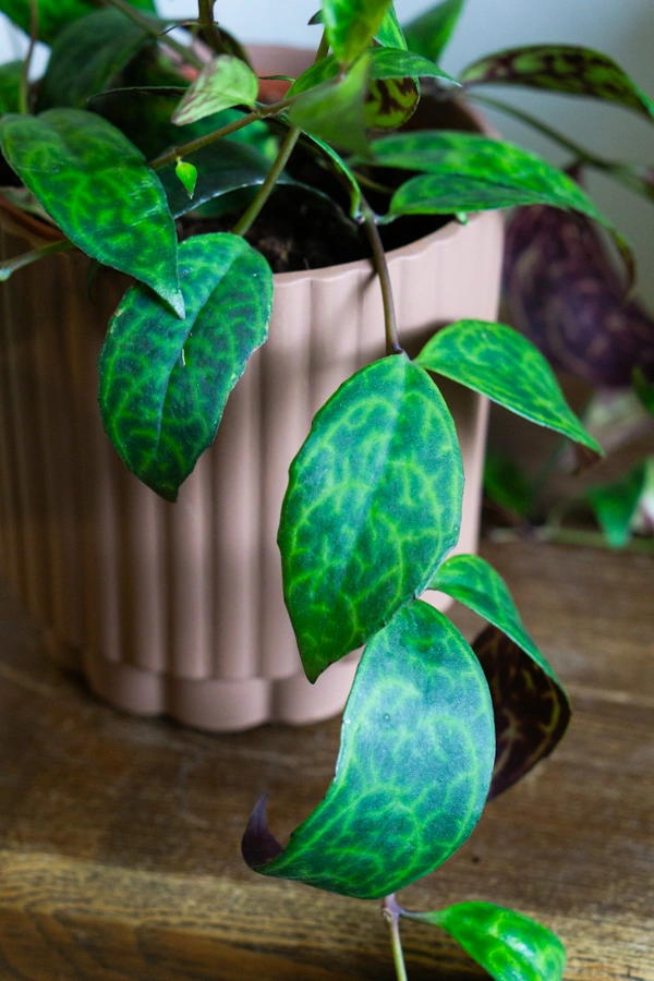 Aeschynanthus marmoratus