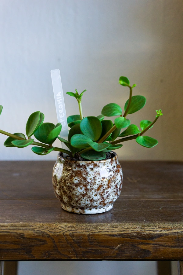 Keramicky kvetinac "Safari"